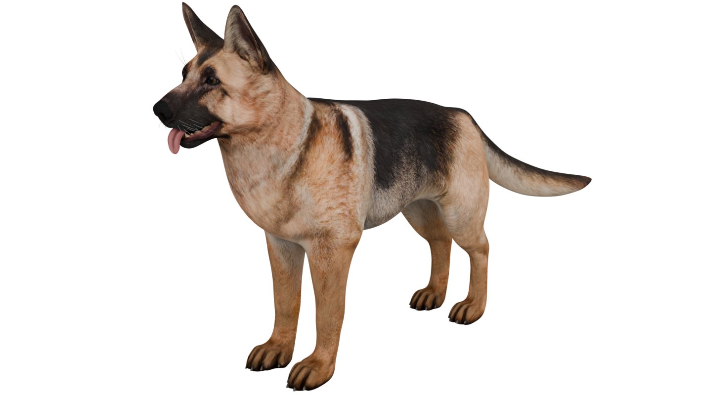 German Shepherd - Image 3