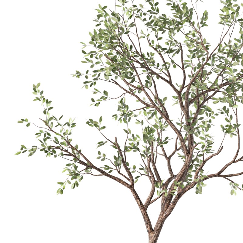 Olive Tree Indoor Plant Set.26 - Image 3