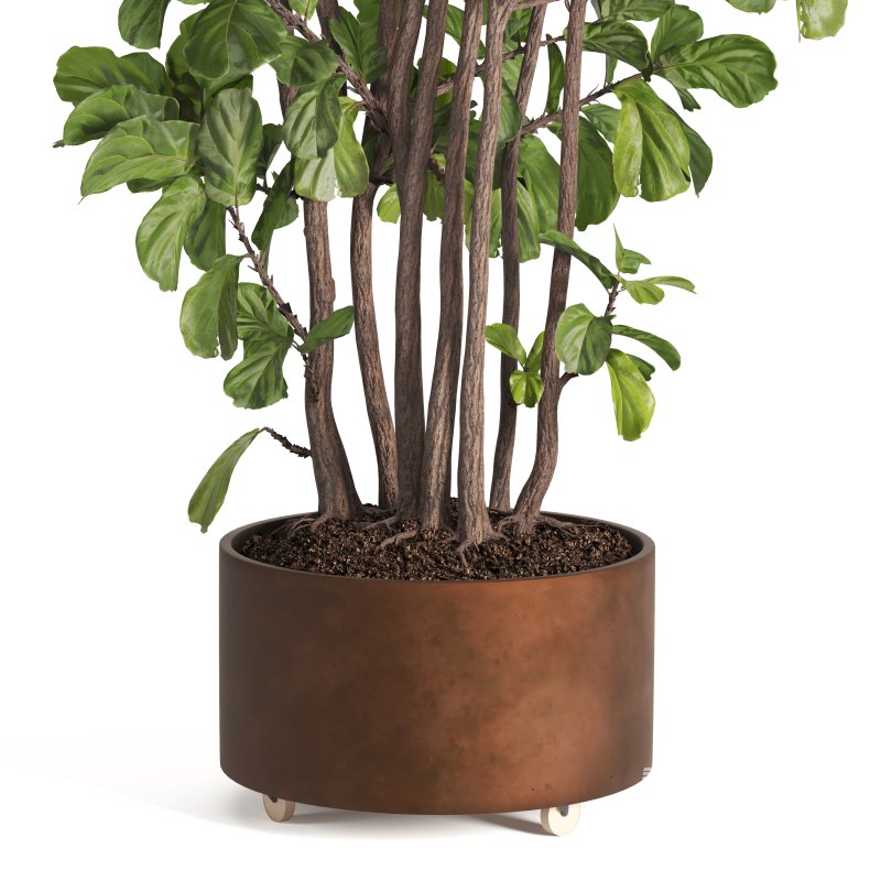 Indoor Plant Fiddle Fig - Image 5