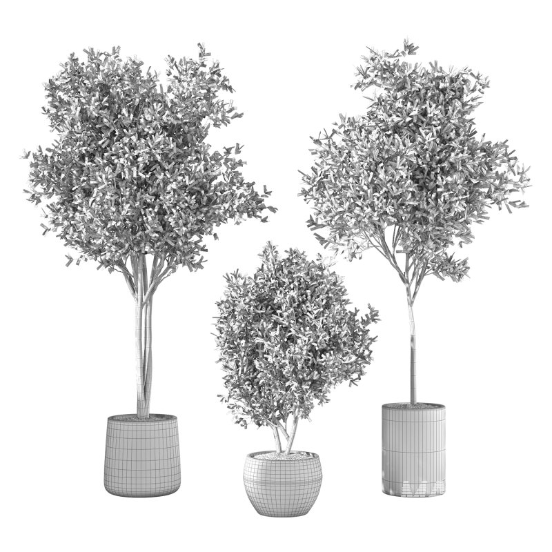 Olive Tree Indoor Plant Set.21 - Image 5