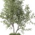 Olive Tree Indoor Plant Set.18 - Thumbnail 4