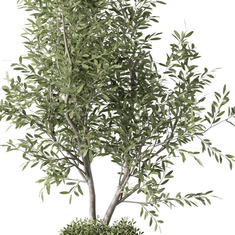 Olive Tree Indoor Plant Set.18 - Image 4