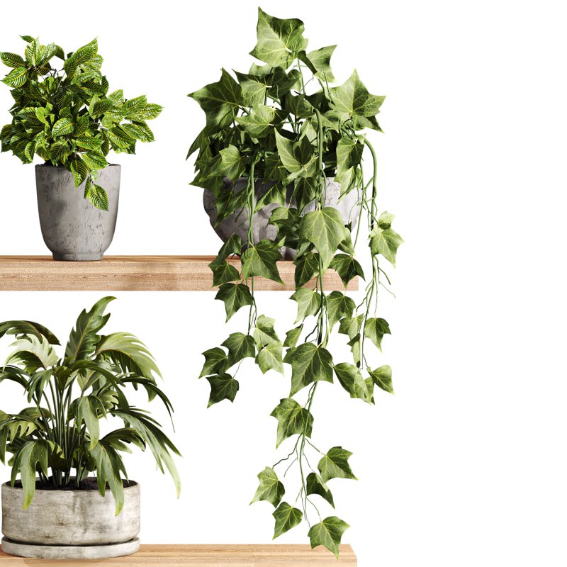 plants set on shelf - Image 3
