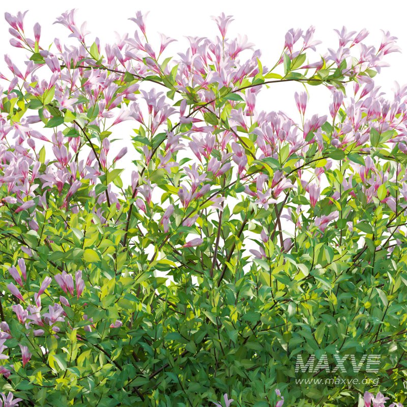 Weigela Florida 01 - Image 5