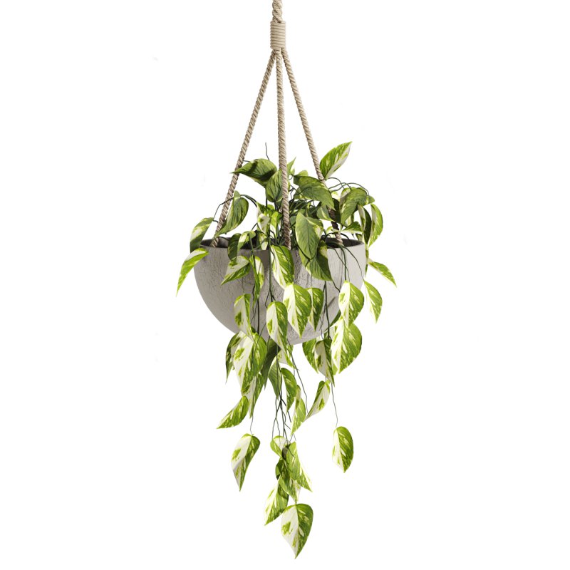 hanging plants - Image 5