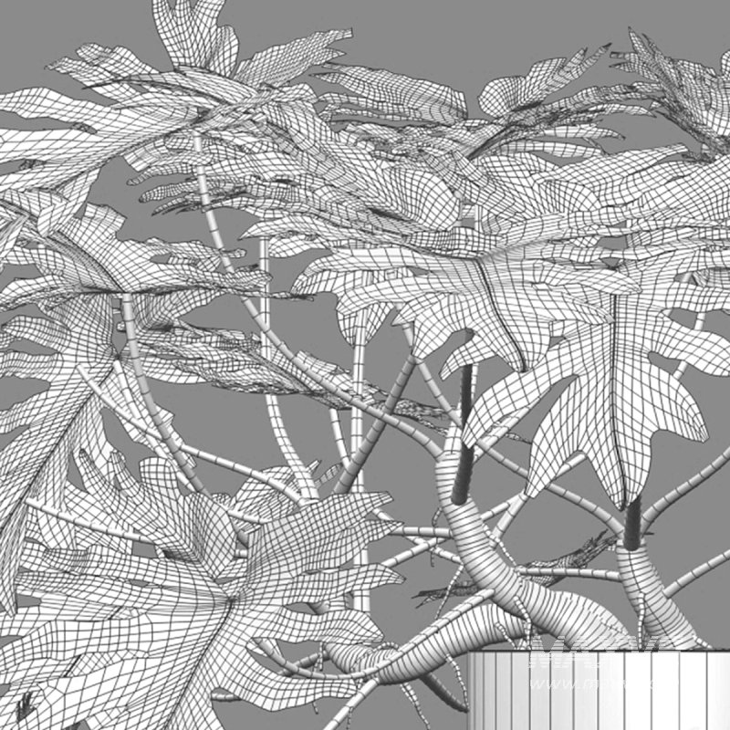 Philodendron bipinnatifidum – Philodendron selloum Split - Image 7