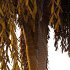 Weeping Willow Tree 03 - Thumbnail 2