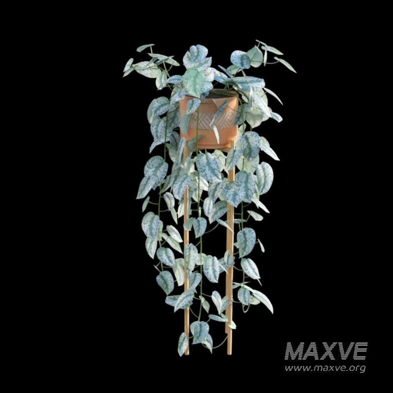 Scindapsus pictus – Satin Pothos – 02 - Image 6