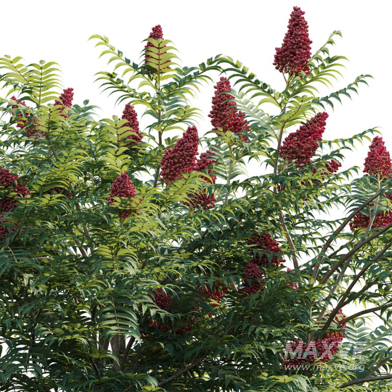 Rhus typhina – Staghorn Sumac 01 - Image 3