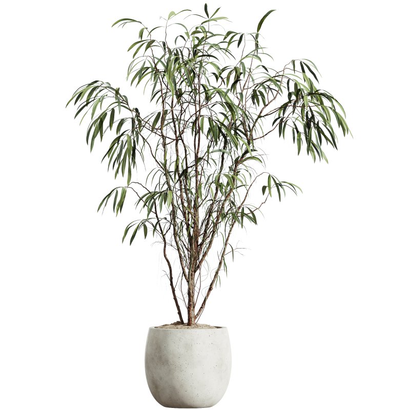 AV HousePlants Japandi Decorative Minimalism Ficus Dracaena Marginata21 - Image 2