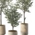 Olive Tree Indoor Plant Set.7 - Thumbnail 2