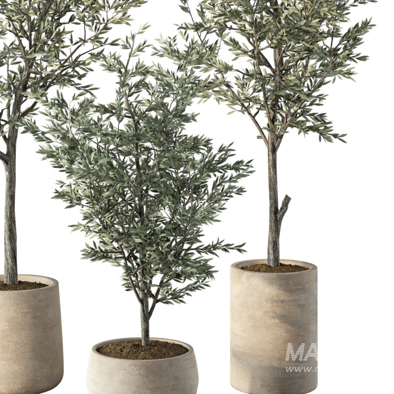 Olive Tree Indoor Plant Set.7 - Image 2
