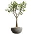 AV HousePlants Japandi Decorative Minimalism Ficus Dracaena Marginata29 - Thumbnail 1