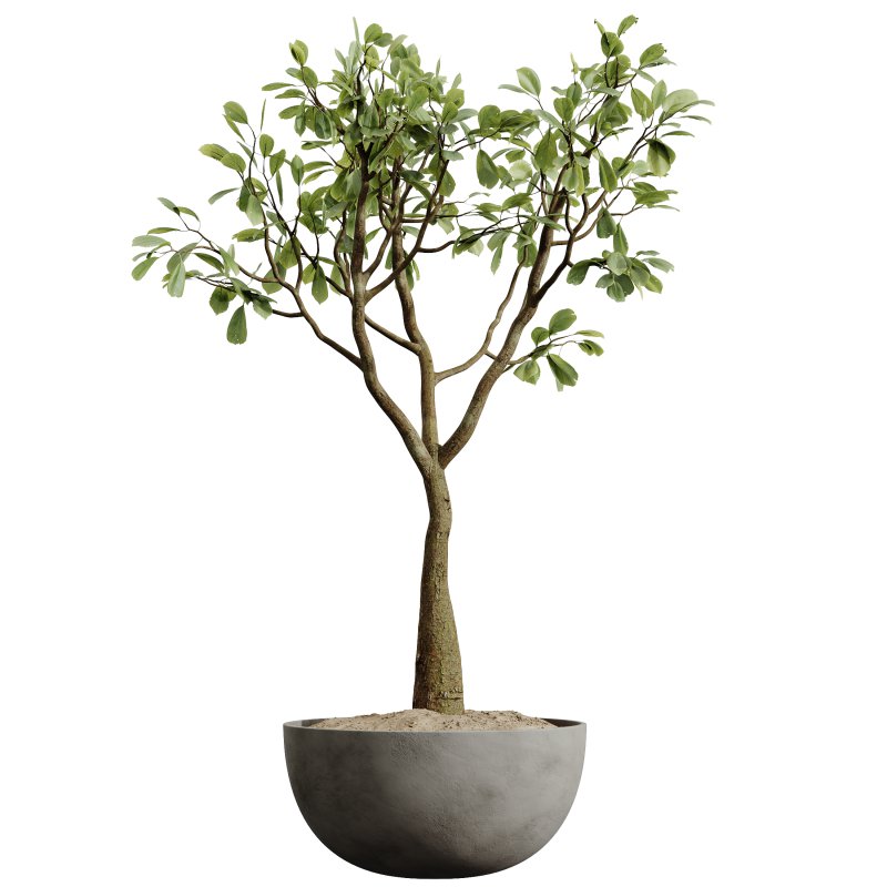 AV HousePlants Japandi Decorative Minimalism Ficus Dracaena Marginata29 - Image 1