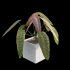 Anthurium Veitchii - Thumbnail 3