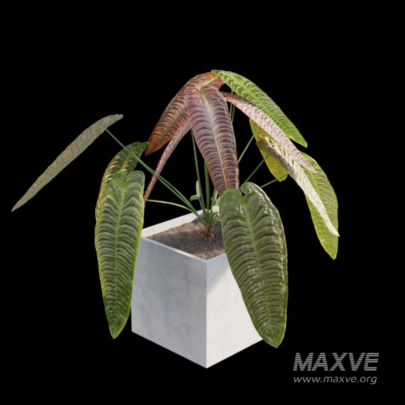 Anthurium Veitchii - Image 3