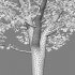 Carpinus betulus – Hornbeam – 01 - Thumbnail 3