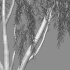 Salix babylonica – Weeping Willow 01 - Thumbnail 4