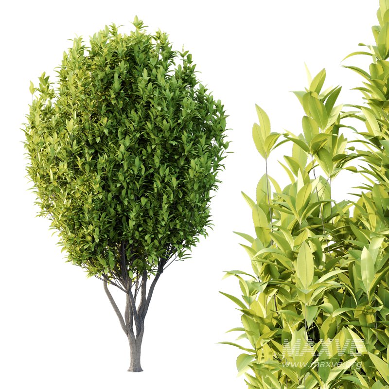 Osmanthus Fragrans Tree 03 - Image 4