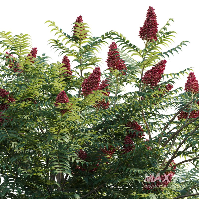 Rhus typhina – Staghorn Sumac 03 - Image 3