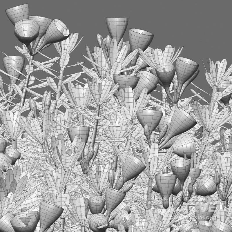 Daphne arbuscula – Shrubby daphne 01 - Image 6