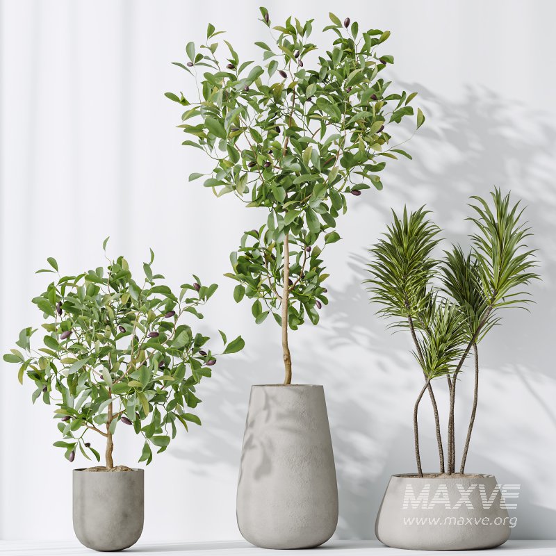 AV Indoor plants set 199 Mission Olive and Yucca Aloifolia Rostrata Palm and Briful Aquatica Grand Artificiel - Image 6