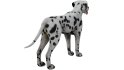 Dalmatian - Thumbnail 3