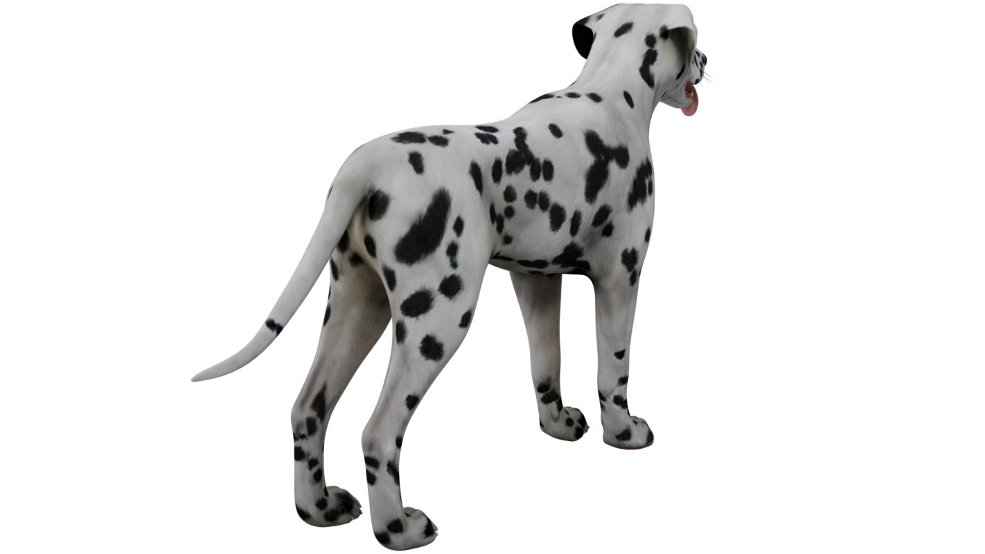 Dalmatian - Image 3
