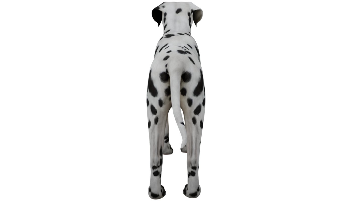 Dalmatian - Image 2