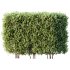 AV Plant Box Pittosporum Tobira Tenuifolium Shrub Buxus Semperviren Japanese Cheesewood - Thumbnail 2