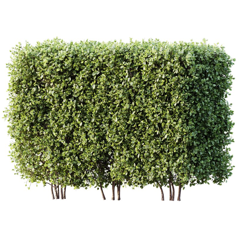 AV Plant Box Pittosporum Tobira Tenuifolium Shrub Buxus Semperviren Japanese Cheesewood - Image 2