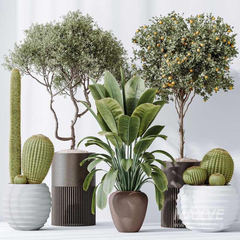 AV Indoor plants set 202 Cactus Grusonii Golden Barrel and Mandarin Citrus Fruit Orange and Mission Olive and Ficus Robusta Abidjan - Image 6