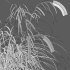 Carex pendula – Pendulous sedge -02 - Thumbnail 3