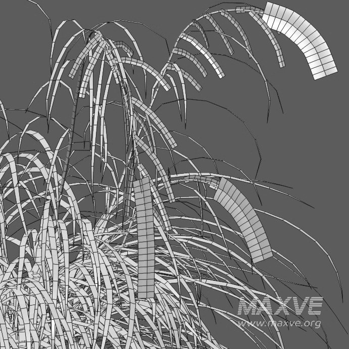 Carex pendula – Pendulous sedge -02 - Image 3