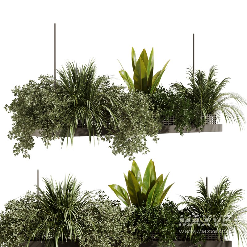 Indoorplants-Hanging plants set-93 - Image 1