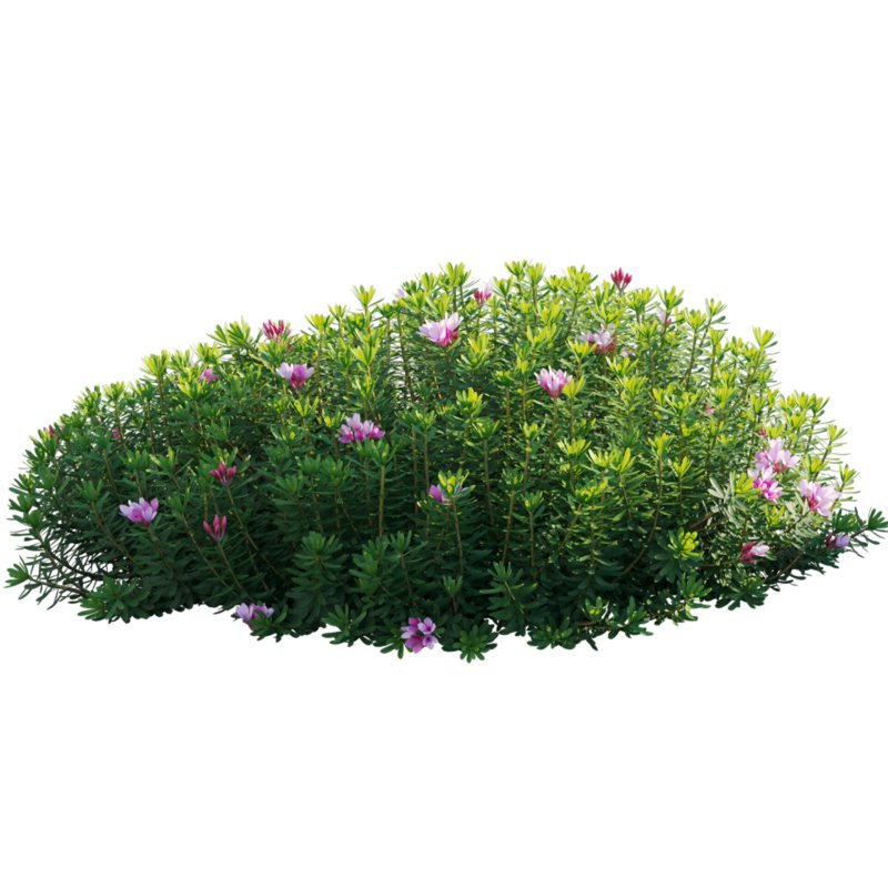 Daphne arbuscula – Shrubby daphne 02 - Image 3