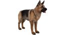 German Shepherd - Thumbnail 6