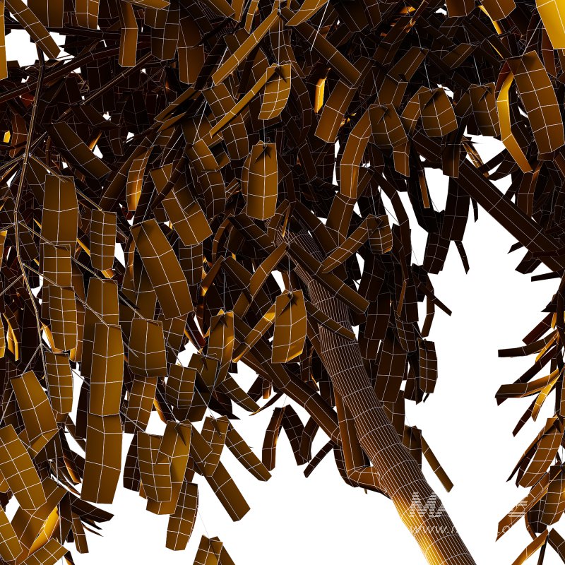 Cinnamomum burmannii Tree 03 - Image 4