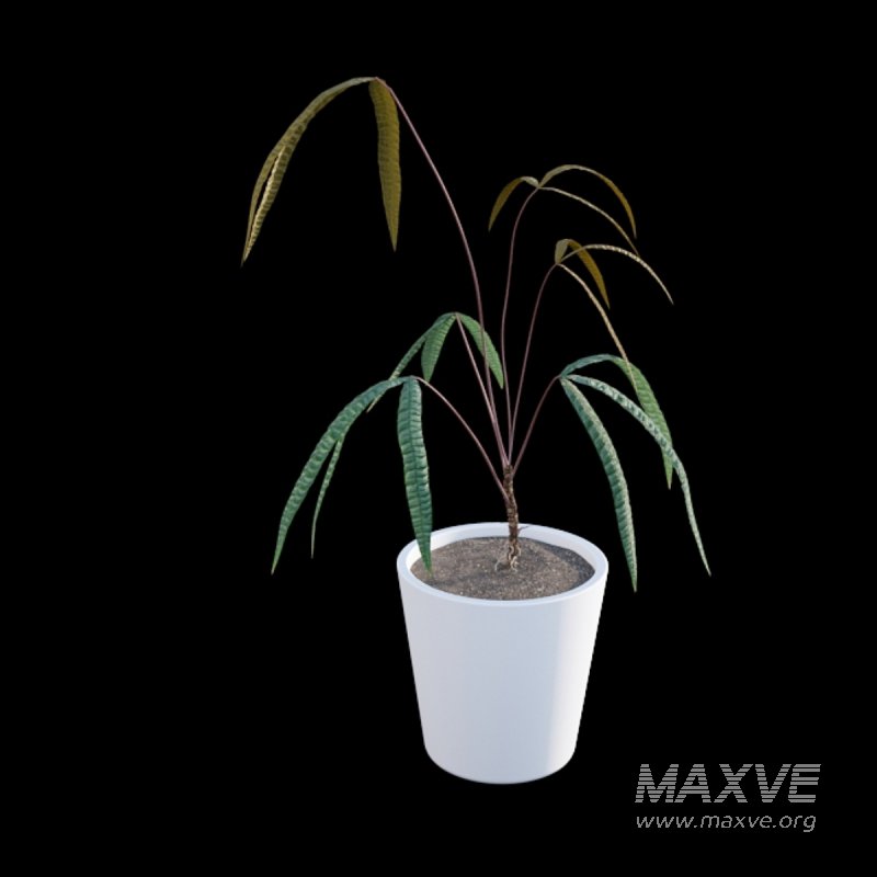 Anthurium cutucuense - Image 6