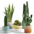 Indoor Plant Cactus set02 - Thumbnail 1