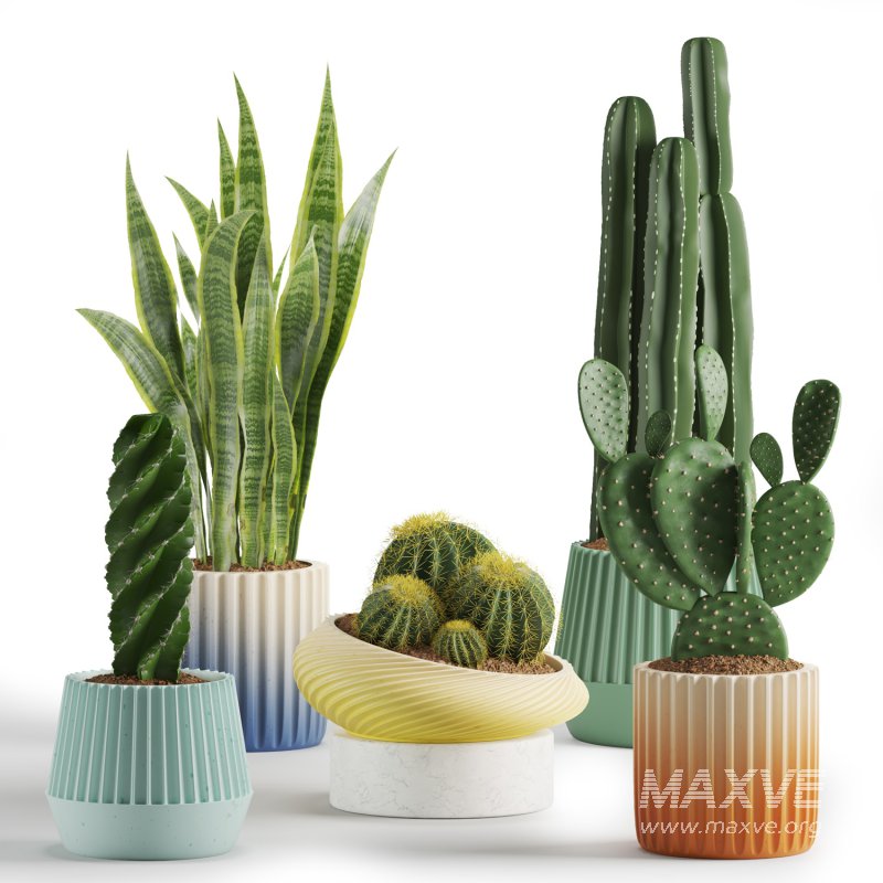 Indoor Plant Cactus set02 - Image 1
