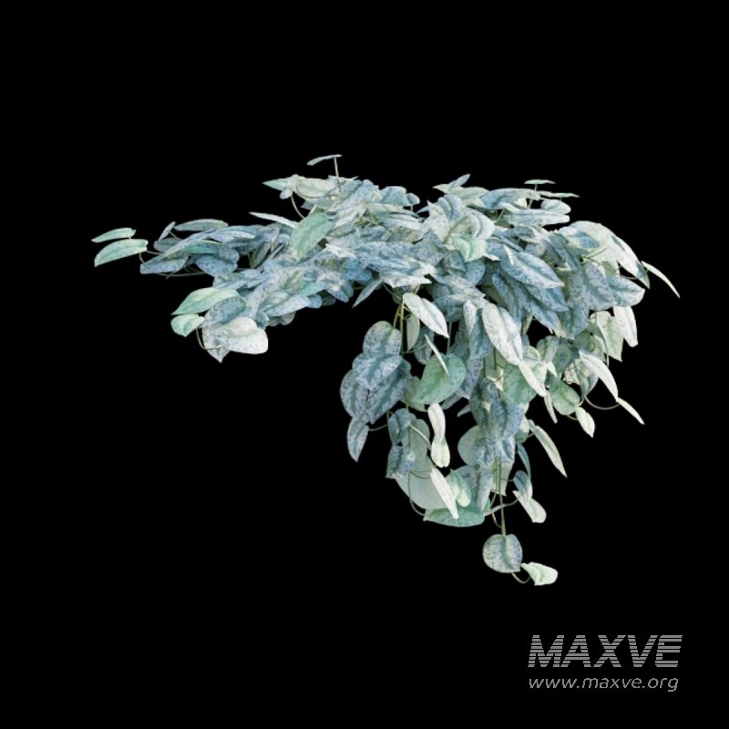 Scindapsus pictus – Satin Pothos - Image 4