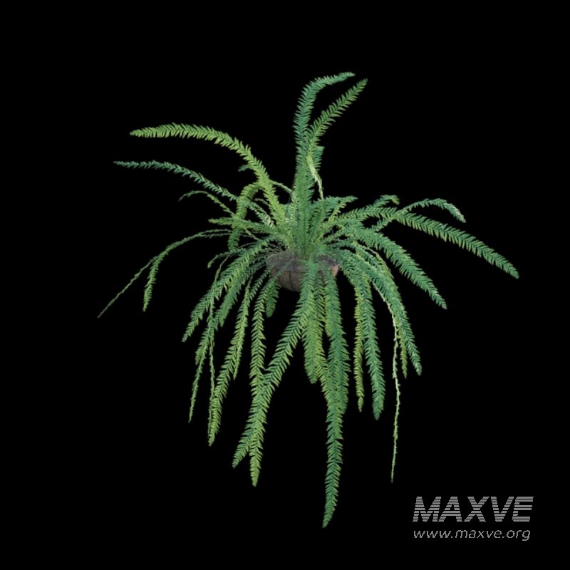 Nephrolepis - Image 2