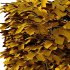 Carpinus Betulus Bush 02 - Thumbnail 5