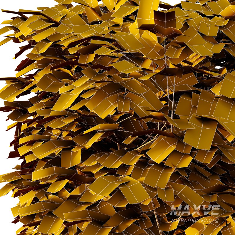 Carpinus Betulus Bush 02 - Image 5