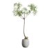 AV HousePlants Japandi Decorative Minimalism Ficus Dracaena Marginata19 - Thumbnail 1