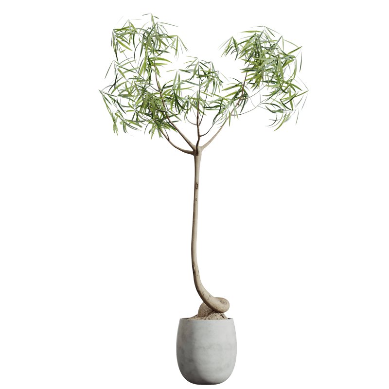 AV HousePlants Japandi Decorative Minimalism Ficus Dracaena Marginata19 - Image 1