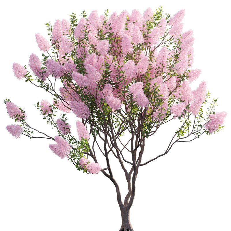 Cotinus coggygria – Smokebush 02 - Image 2