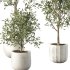 Olive Tree Indoor Plant Set.8 - Thumbnail 3