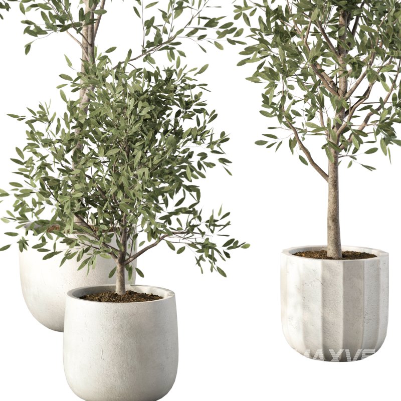 Olive Tree Indoor Plant Set.8 - Image 3